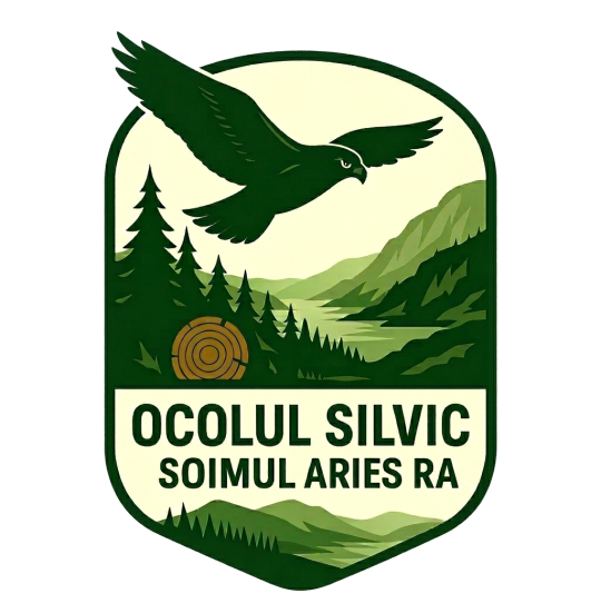 Cale prin pădure, lumina printre copaci